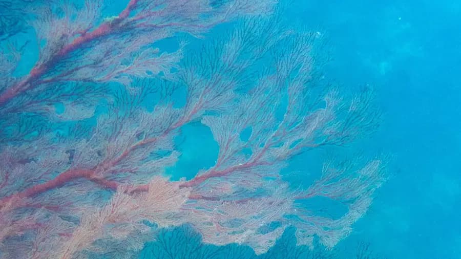 Abanico de coral rosa bajo el agua turquesa