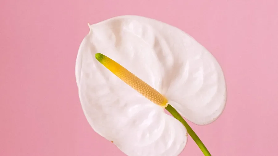 Flor blanca de anturio sobre fondo rosa